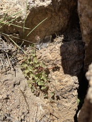 Pterostegia drymarioides