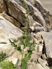 Blitum californicum