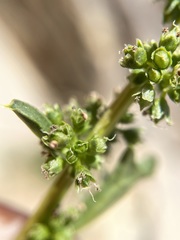 Blitum californicum