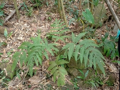 Pteris arisanensis