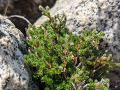 Selaginella eremophila