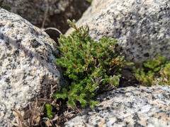 Selaginella eremophila