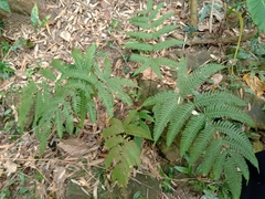 Pteris arisanensis