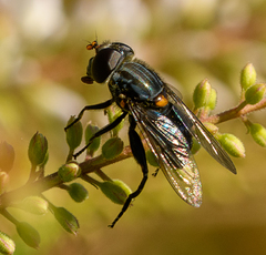 Helophilus hochstetteri