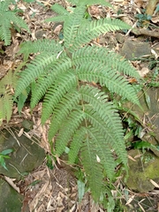 Pteris arisanensis
