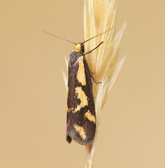 Palimmeces poecilella