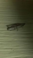 Vitula serratilineella