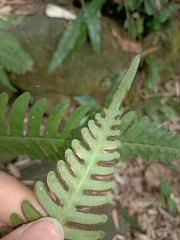 Pteris arisanensis