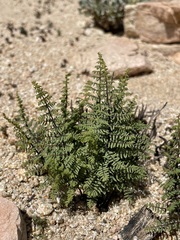 Pellaea mucronata mucronata