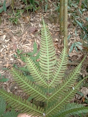 Pteris arisanensis