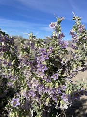 Lycium pallidum oligospermum