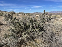 Lycium pallidum oligospermum