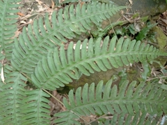 Pteris arisanensis