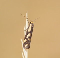 Palimmeces poecilella