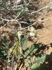 Chylismia claviformis claviformis