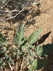 Chylismia claviformis claviformis