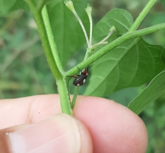 Chinavia erythrocnemis