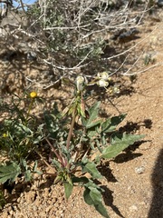 Chylismia claviformis claviformis