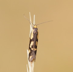 Palimmeces poecilella