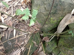 Pteris arisanensis
