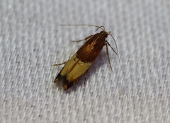 Labdia deliciosella