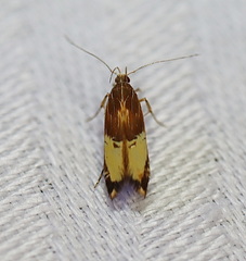 Labdia deliciosella