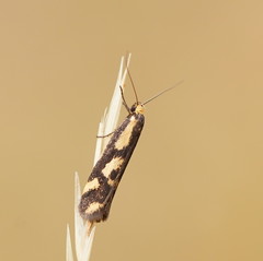 Palimmeces poecilella