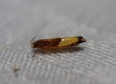 Labdia deliciosella