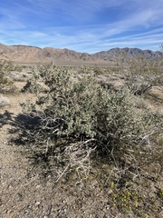 Lycium pallidum oligospermum