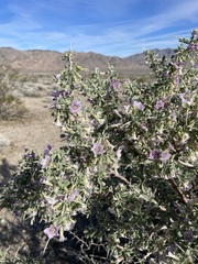 Lycium pallidum oligospermum