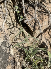 Cryptantha nevadensis