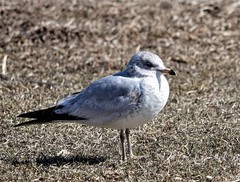 Larus delawarensis