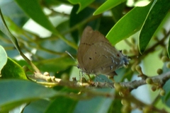 Lycaenidae