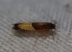 Labdia deliciosella