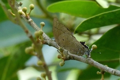 Lycaenidae