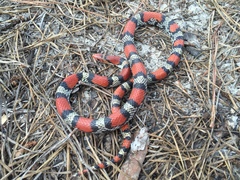 Cemophora coccinea copei
