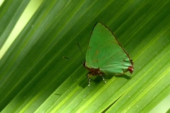 Lycaenidae