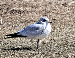 Larus delawarensis
