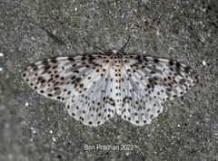 Percnia