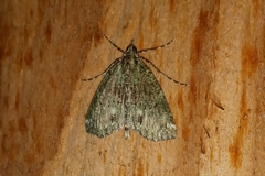 Lepidoptera