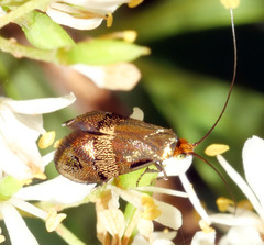 Nemophora sparsella