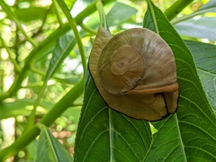 Parthena acutangula