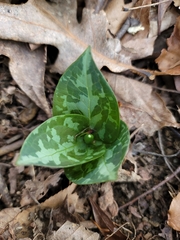 Trillium luteum