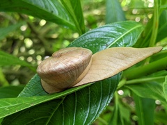 Parthena acutangula