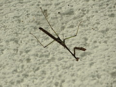 Stagmomantis domingensis