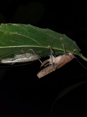 Subria
