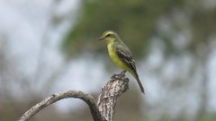 Yellow-Browed Tyrant photo 3