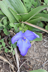 Tradescantia humilis