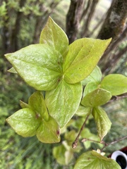 Rhododendron mariesii