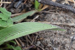 Tradescantia humilis